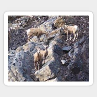 Bighorn Sheep Sticker